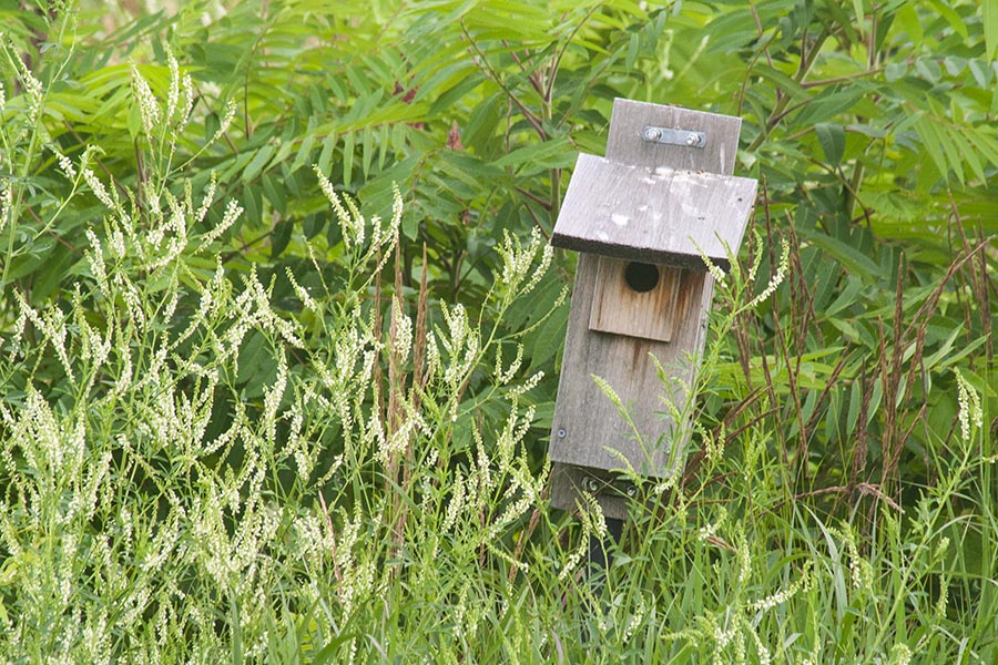 Birdhouse in the Wildflowers